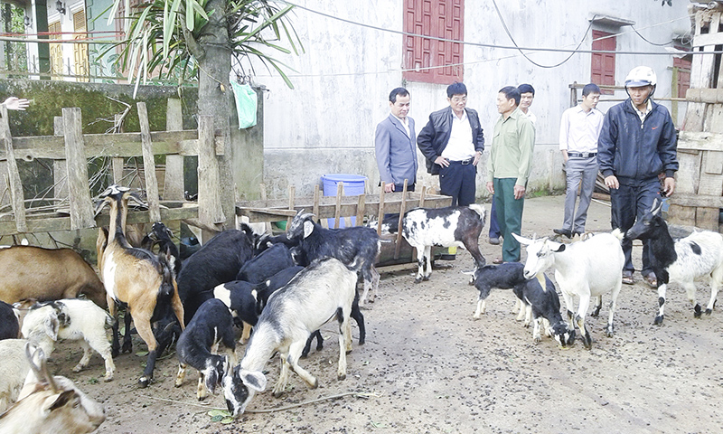 Người dân xã Tân Hợp, Hướng Hóa phát triển đàn dê, đem lại hiệu quả kinh tế cao